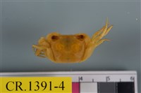 藏品(紅螯螳臂蟹)的圖片